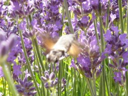 fleur_variee_20211127_2051392009